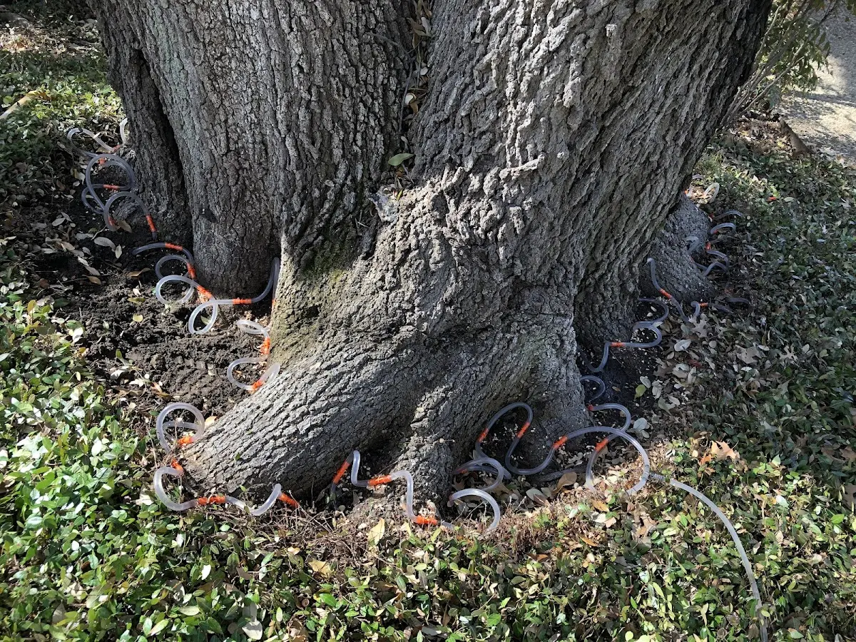 Detailed Tree Cabling and Bracing job site in Conklin