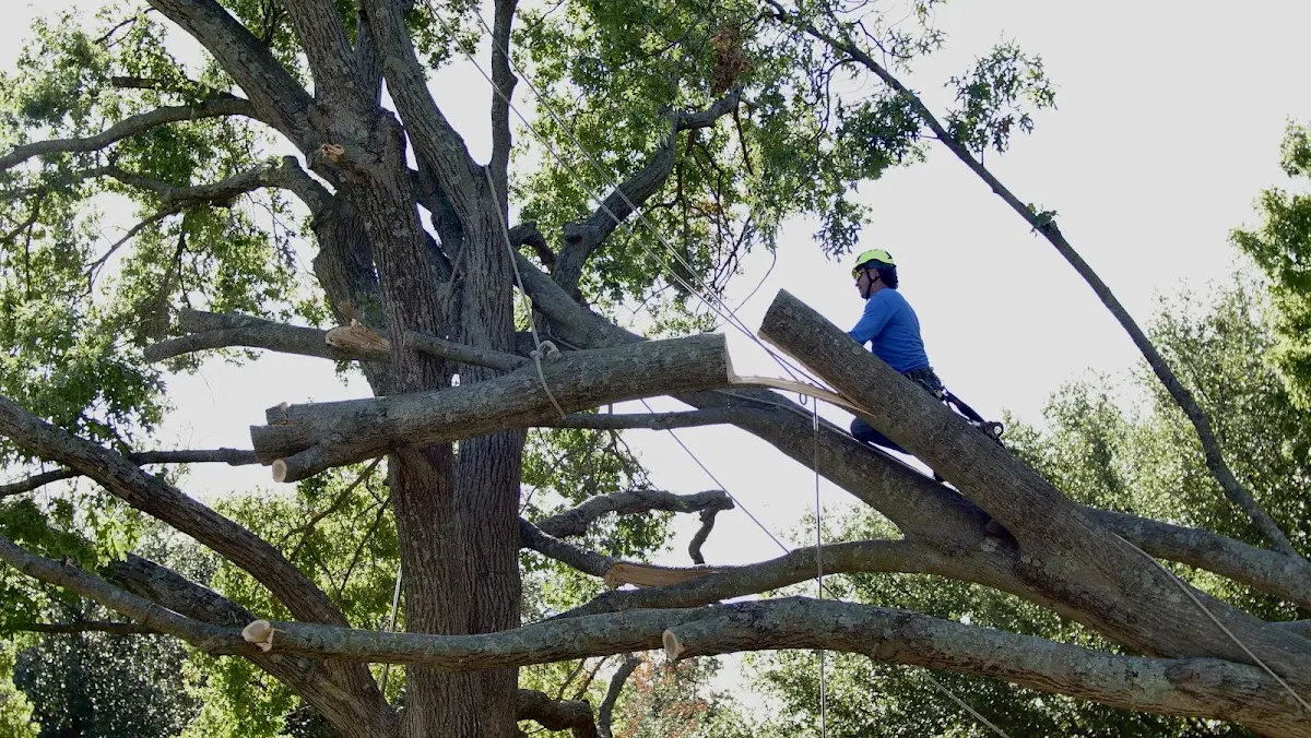 Professional Crown Thinning performed by certified arborists in Conklin